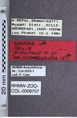 Etiketten zu Penia proxima (NHMW-ZOO-COL-0008707)